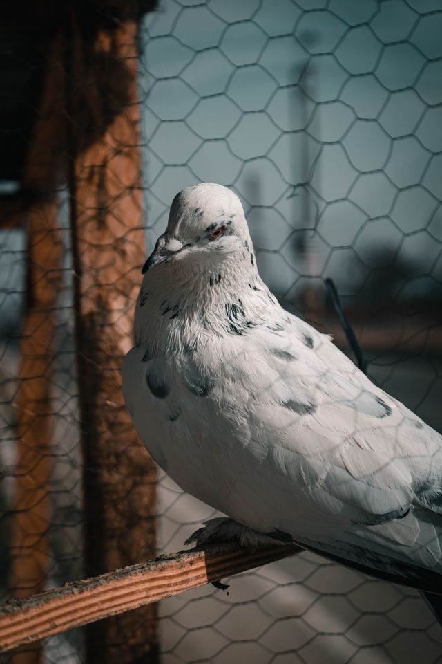 Bird Spike